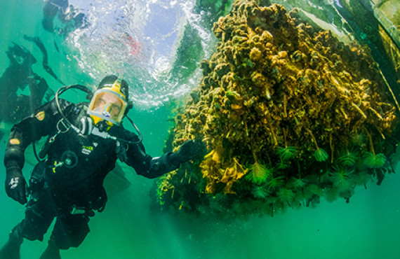 Aquatic Biosecurity ESNZ