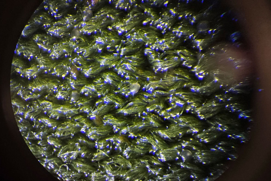 Clam larvae on neoprene   c