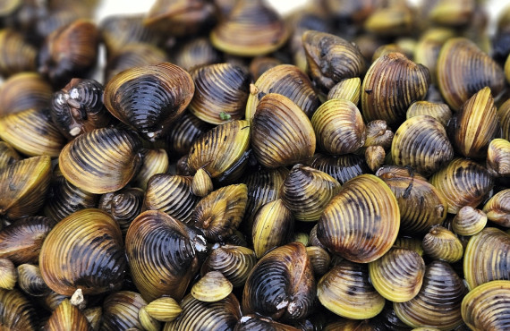 GOLD CLAMS   c. Michele Melchior, ESNZ banner