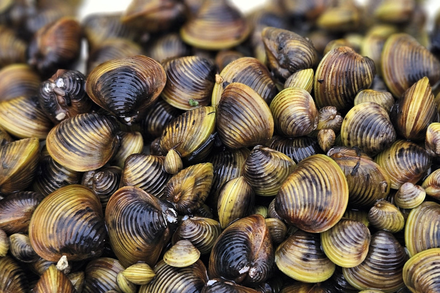 GOLD CLAMS   c. Michele Melchior, ESNZ banner