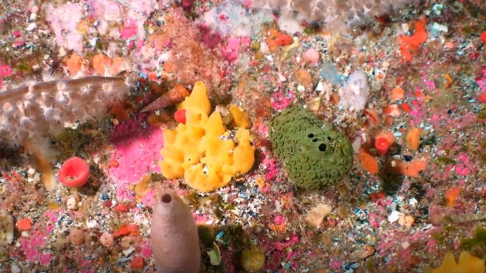 Marine sponges james bell