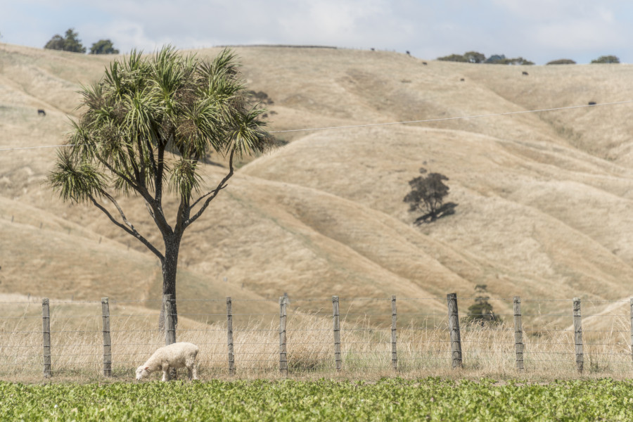 Wairarapa drought credit dave allen ESNZ