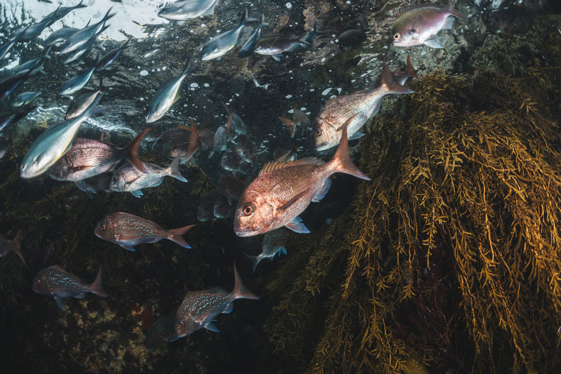 snapper marine heatwave